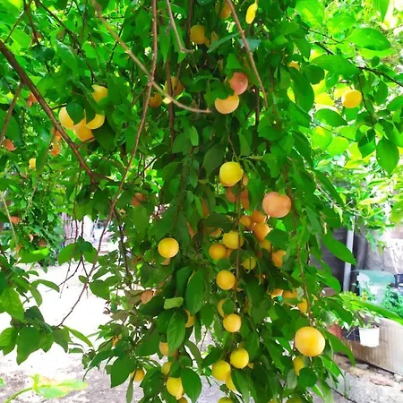 Civico 28 Apartment Badesi